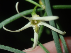 Anthocercis genistoides