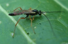 Mesoleptidea prosoleuca