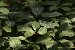 Parthenocissus inserta