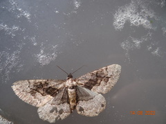 Alcis deversata