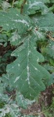 Erysiphe alphitoides