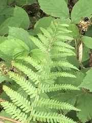 Dryopteris filix-mas