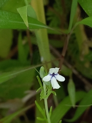 Lavandula bipinnata