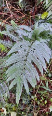 Pteris catoptera