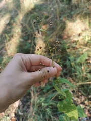 Scrophularia nodosa