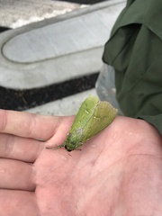 Aenetus virescens