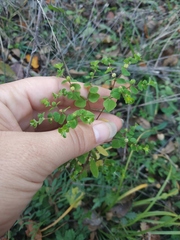 Euphorbia stricta