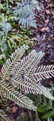 Pteris catoptera