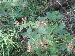 Geranium platyanthum