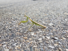 Tenodera angustipennis