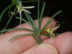 Anthocercis genistoides