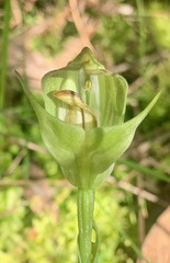 Pterostylis curta