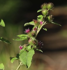 Arctium minus