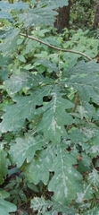 Erysiphe alphitoides