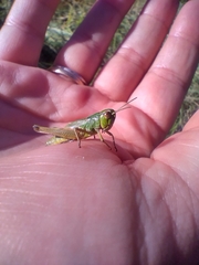 Pseudochorthippus parallelus