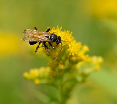 Parabatozonus lacerticida