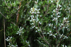 Agiortia pedicellata