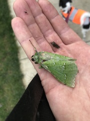 Aenetus virescens