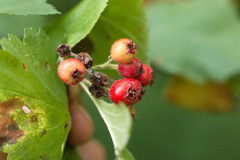 Crataegus sanguinea