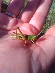 Pseudochorthippus parallelus