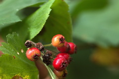 Crataegus sanguinea