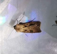 Agrotis exclamationis