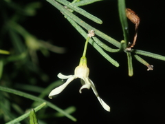 Anthocercis genistoides