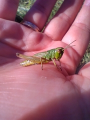 Pseudochorthippus parallelus