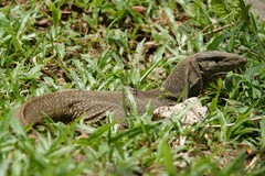 Varanus nebulosus