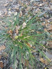 Carex leersii