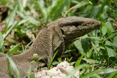 Varanus nebulosus