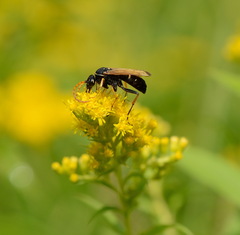 Parabatozonus lacerticida