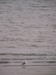 Larus crassirostris