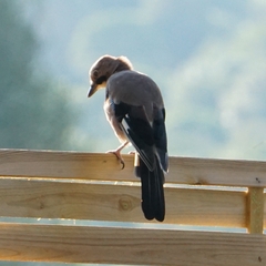 Garrulus glandarius