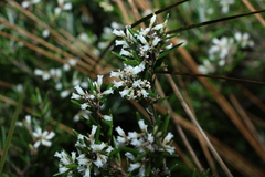 Agiortia pedicellata