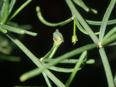 Anthocercis genistoides