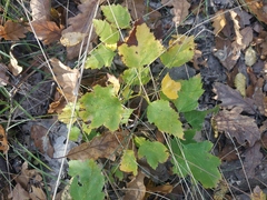 Torminalis glaberrima