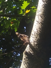 Vanessa atalanta
