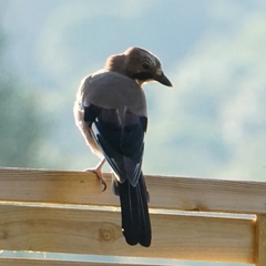 Garrulus glandarius