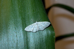 Idaea seriata