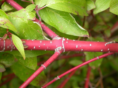 Palaipinė sedula nuotrauka