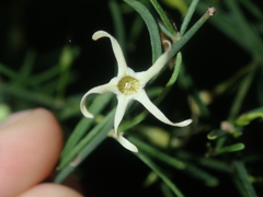 Anthocercis genistoides