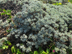 Crossostephium chinense