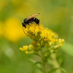 Parabatozonus lacerticida