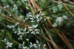 Agiortia pedicellata