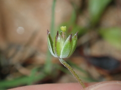 Erodium cygnorum