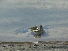 Pelophylax
