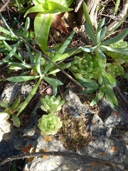 Haworthia transiens