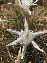 Pancratium maritimum