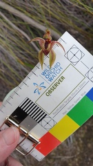 Caladenia cardiochila